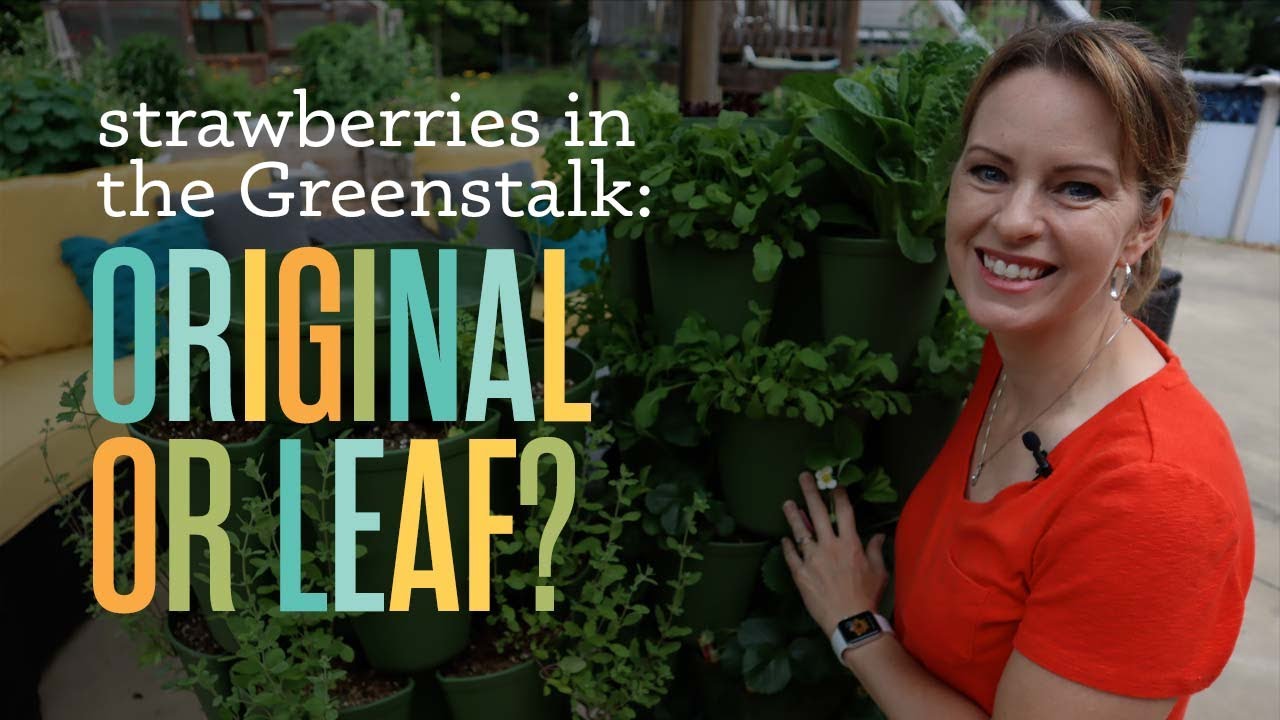 I tested planting strawberries in both sizes of Greenstalk Vertical Planters