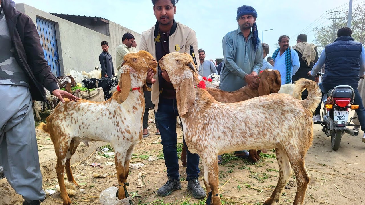 Wednesday Update Shahpur kanjra Lahore Mandi Turkey Dumbe Desi Chatre Makhi Chena Bakra