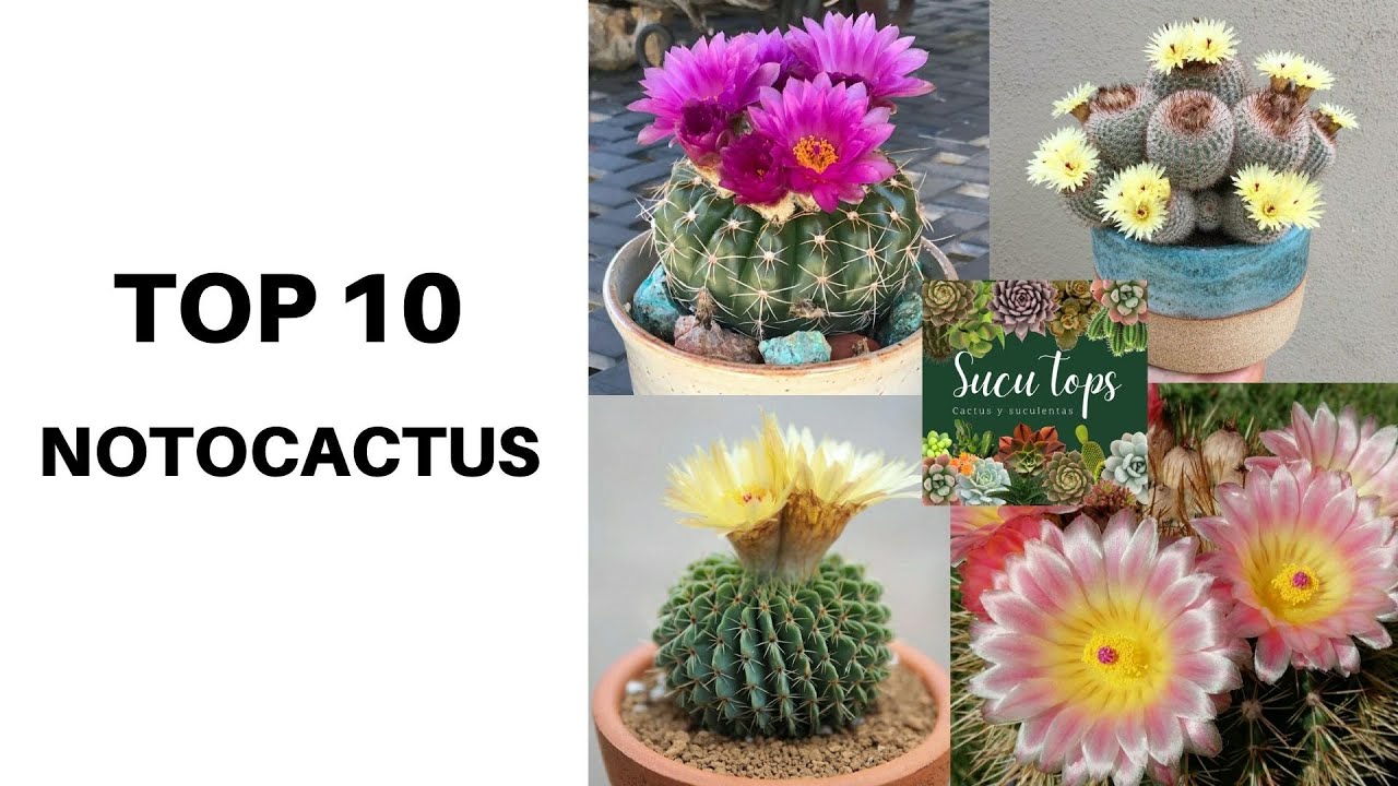 TOP 10 NOTOCACTUS