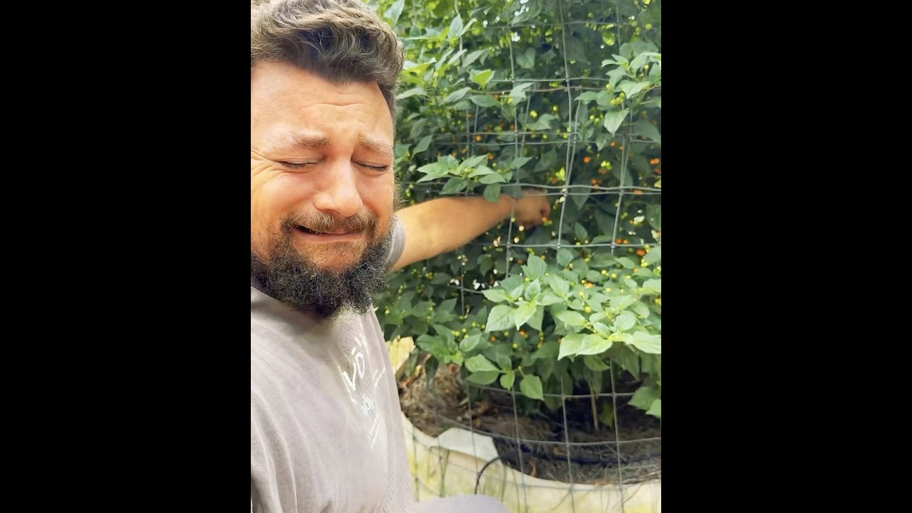 Send help! Time to pick the Aji Charapita we collected in Iquitos, Peru. #ajicharapita #pepperguru