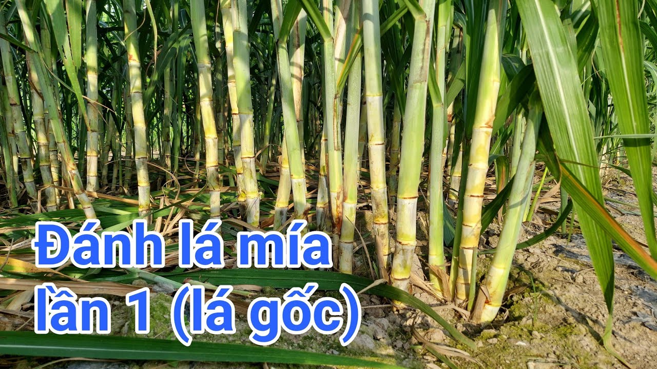 Kỹ thuật trồng mía đường: P9-Gở lá gốc - Đánh lá chân cho mía