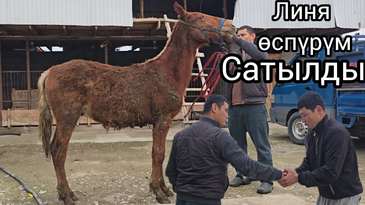 Линя Хан өспүрүм Алынды 10 март 2026 #линя-хан #жылкыбазар #horse #атбазар #rek 