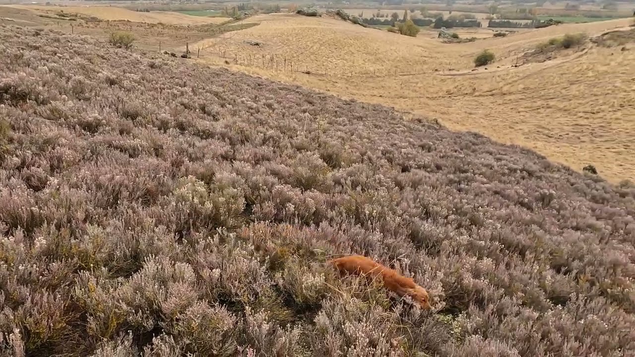 Working Cocker Spaniel Midge hunting rabbits
