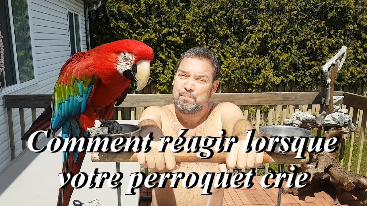 Comment réagir lorsque ton perroquet crie - How to react when your parrot screams