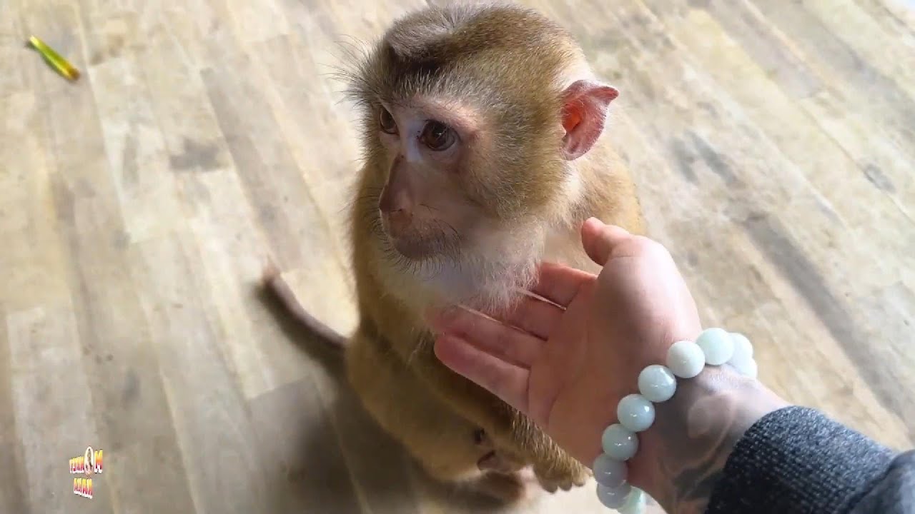Dad understands perfectly how pitiful and unfortunate Monkey Kaka is.