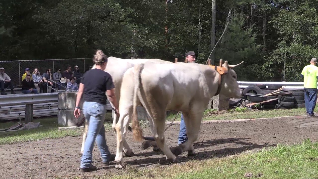 Oxen Pull at the Sterling Fair 2019