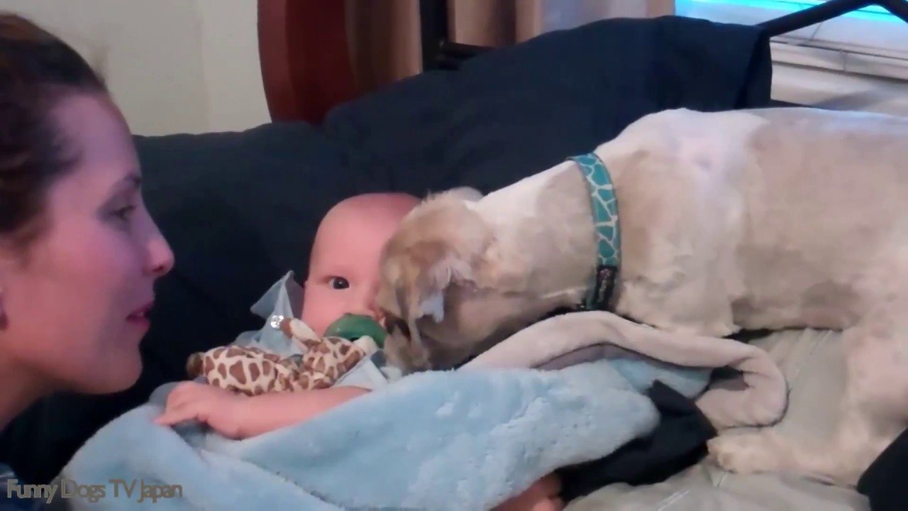 Baby Plays With Shih Tzu - Funny Dogs and Babies Compilation 2017