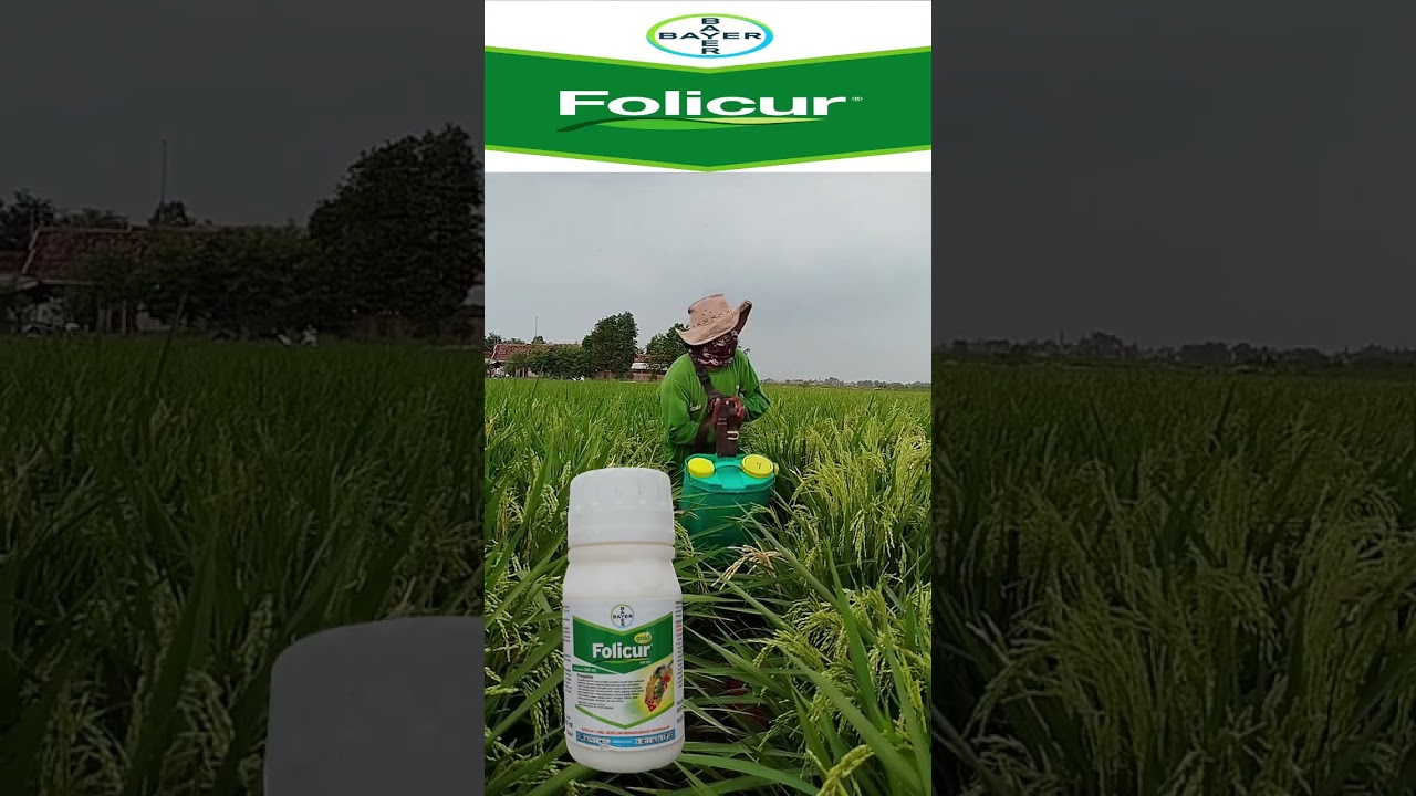 Manfaat Fungisida Folicur Gold #pertanian #fungisida