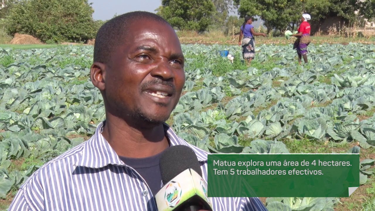 Difusão de tecnologias do IIAM contribui para a segurança alimentar e renda dos produtores