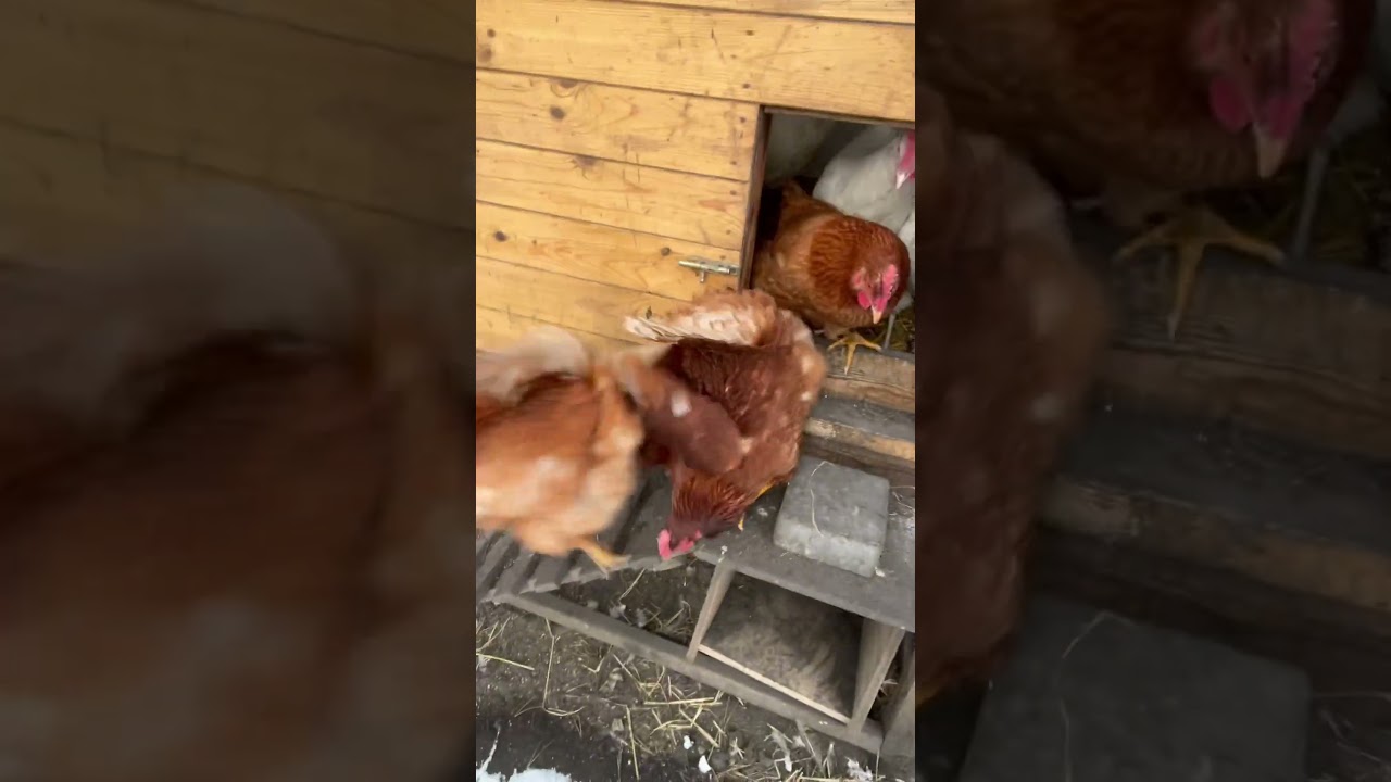 Kawałek zimy&hellip; zimą :D #hobby #chicken #ogr&oacute;dek #kury #chickencoop