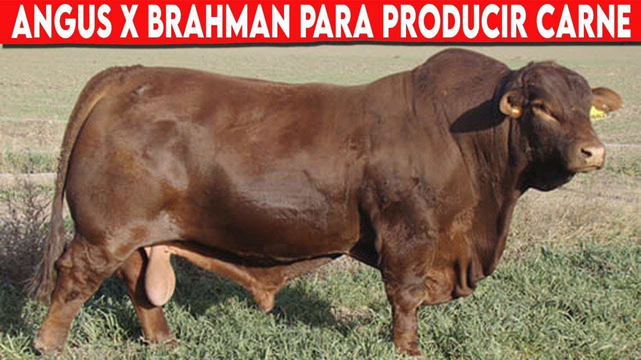 🔴 ANGUS Por BRAHMAN Para Producir Carne En Los Climas TROPICALES ✅ Vacas Cárnicas  / Doble Propósito