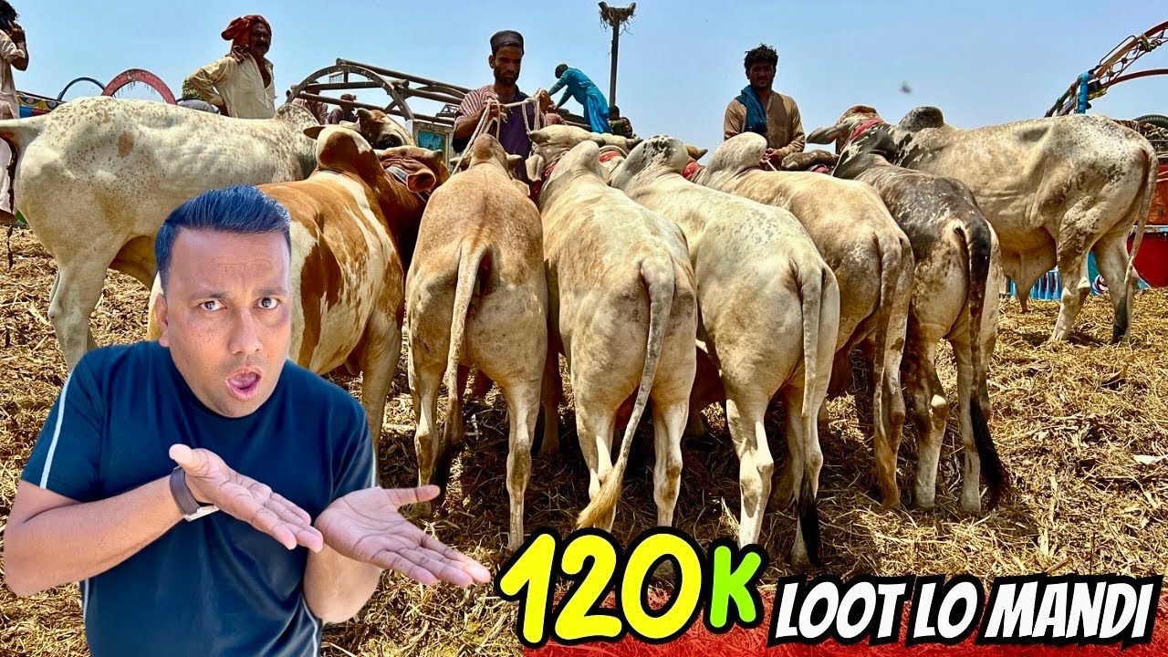 Bhains Colony Mandi Latest Rates Update 7 May 2025 | 120 Hazar Mai 2 Dant Qurbani Ka Bhatreen Janwar