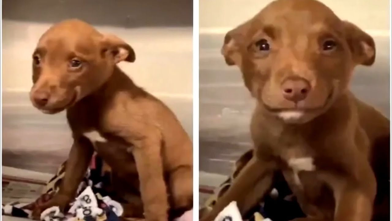 Щенок понял, что его забирают. Его реакция растрогала всех сотрудников приюта!