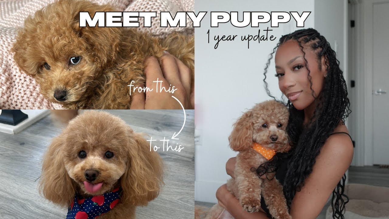 MEET MY PUPPY! 1 YEAR UPDATE | training + lifestyle + lessons | mini/toy poodle