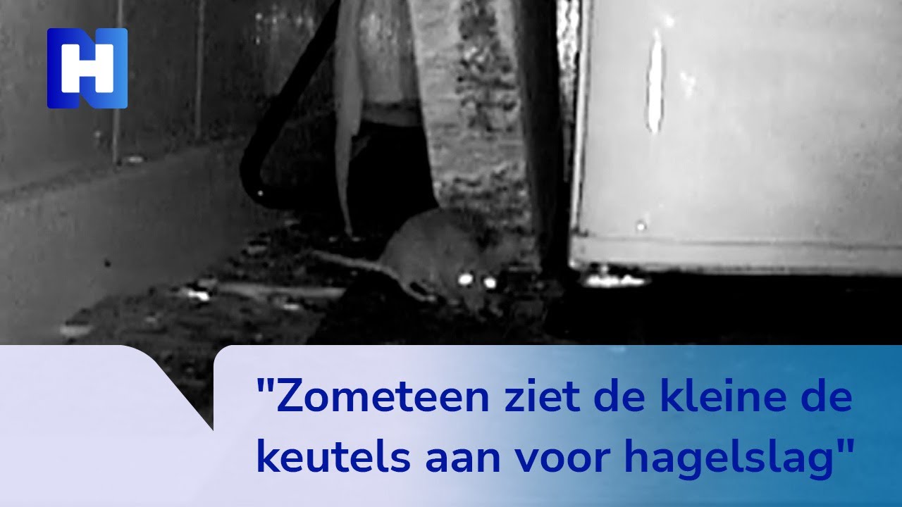 Onhandelbare muizenplaag in Velsen-Noord