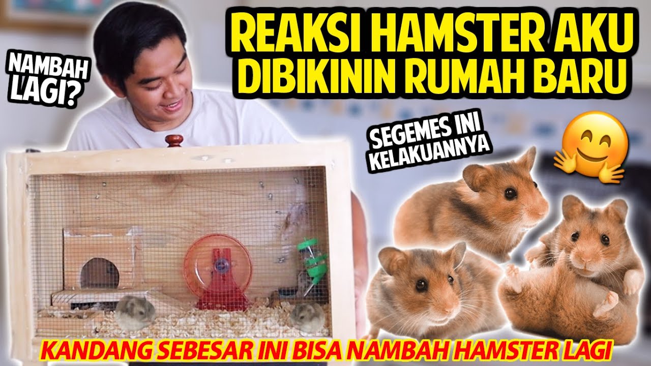 HAMSTER AKU PUNYA KANDANG BARU! REAKSINYA LUCU BANGET! RUMAHNYA LUAS SIAP NAMBAH HAMSTER LAGI!
