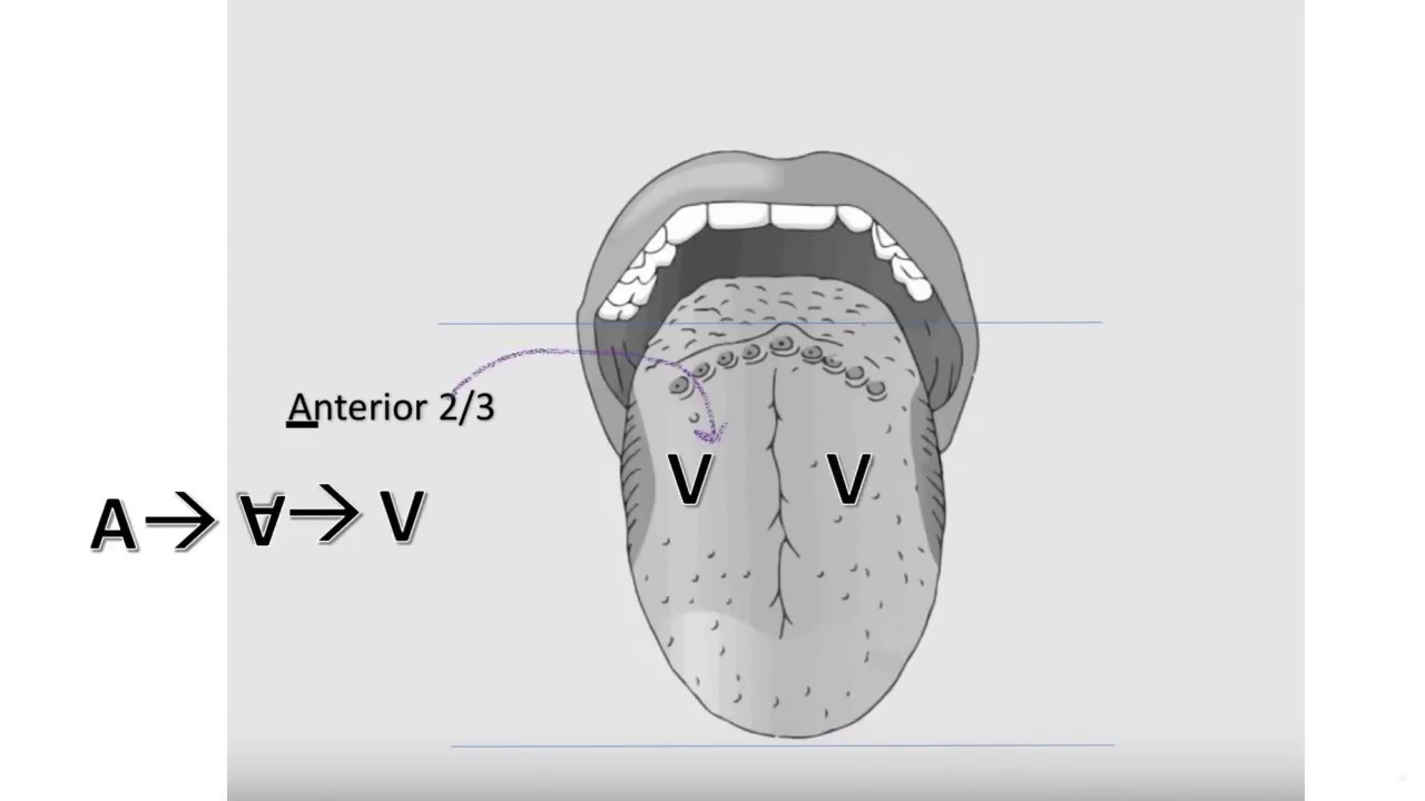 Tongue Innervation