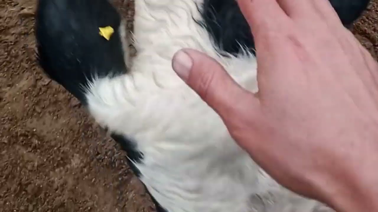 Animal Lover#Love Janor Ki Piyara