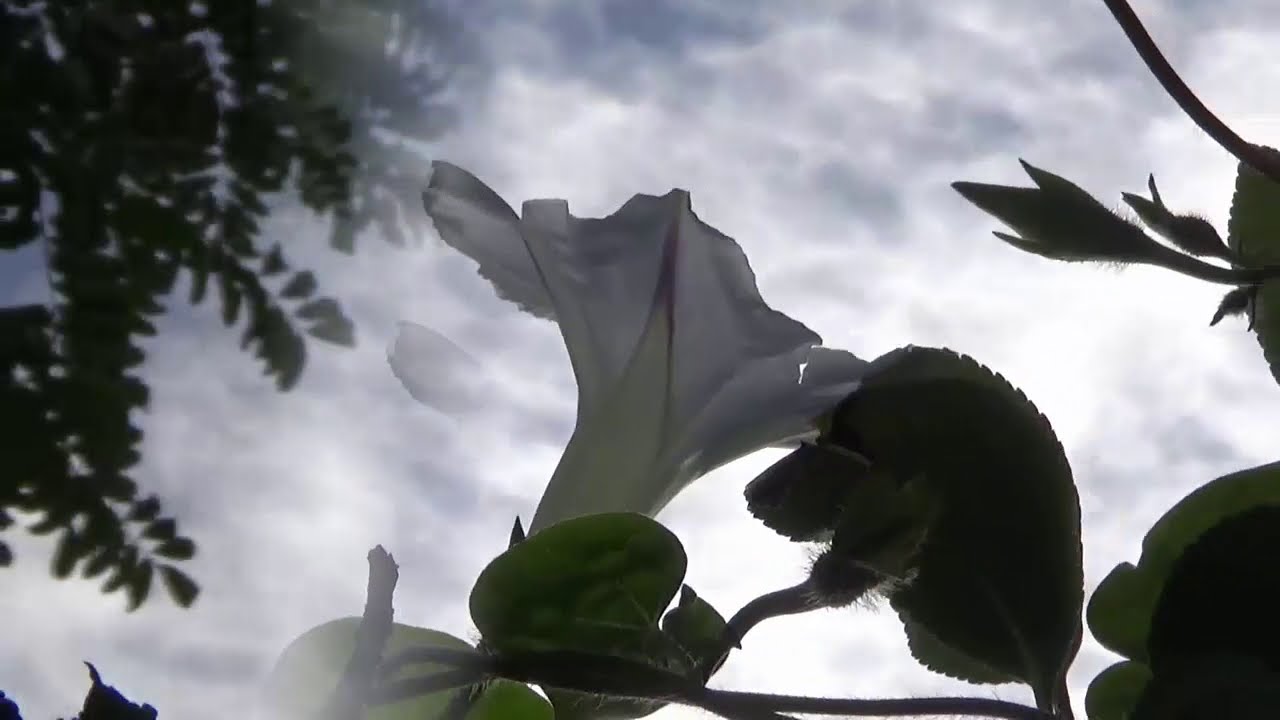 NANA MOUSKOURI, LE TEMPS QU`IL NOUS RESTE, October images + Lyrics