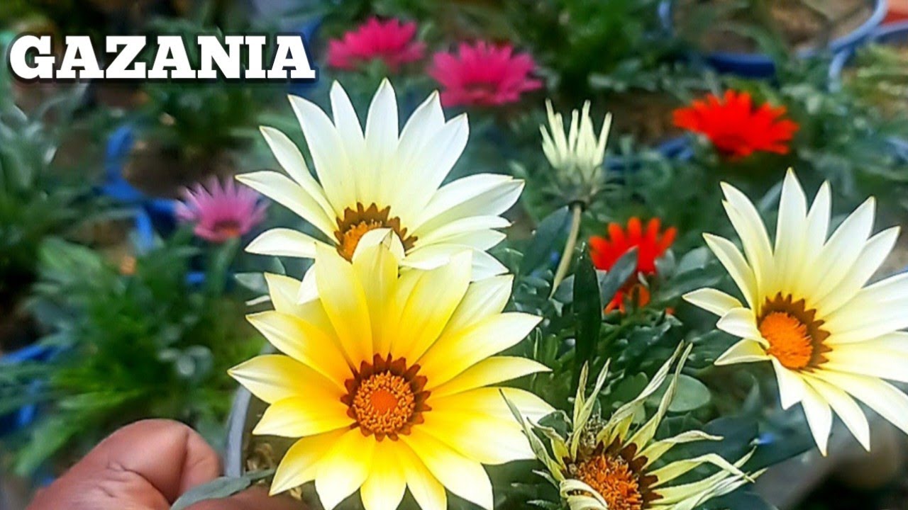 How To Grow Gazania Flower Plant ll Gazania Flower Plant Care ll Soil Mixture