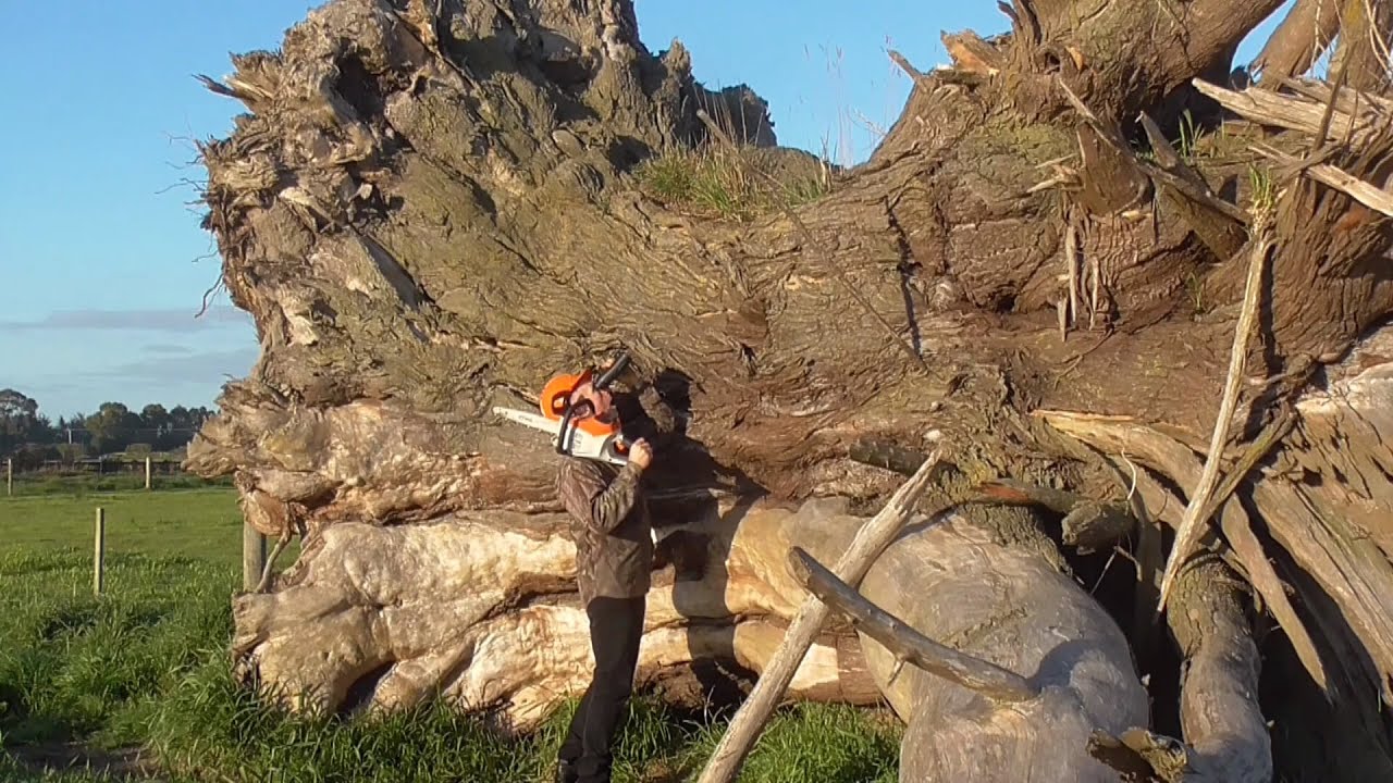 Stihl MS 881 and 066 Attack Cypress Stick
