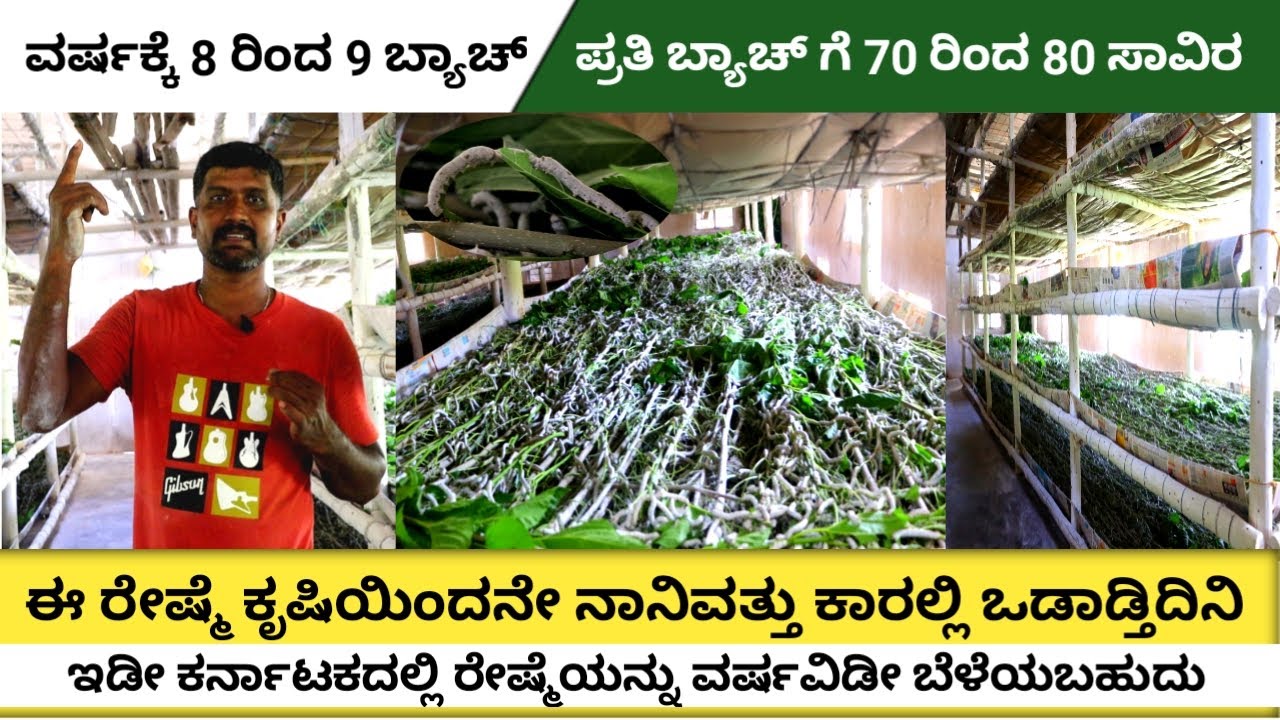 Silk farming in Karnataka | How to start silk farming | Earn 80,000/month | krushi chatuvatike |