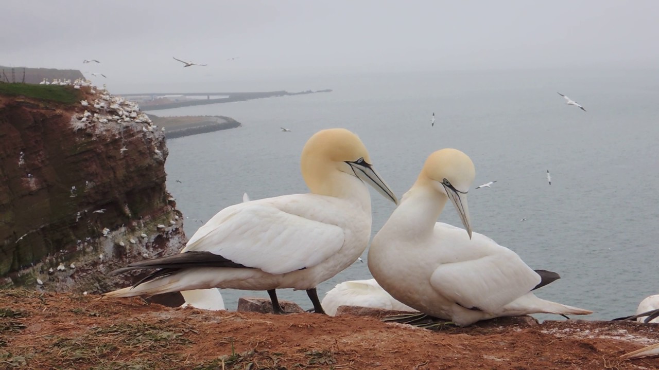 Głuptak/Northen Gannet/Morus bassanus, Helgoland 07.04.2017