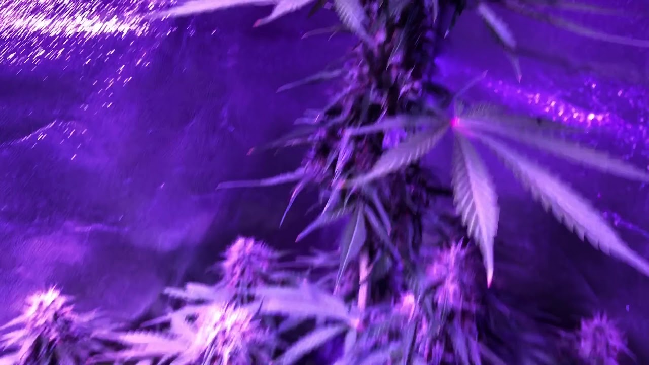 How To Grow Cannabis : My First Auto Run