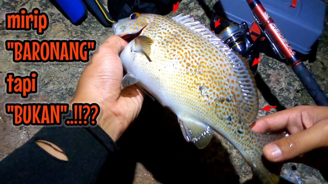 IKAN APA INI.. ADA YANG TAU ⁉️ MIRIP BARONANG TAPI BUKAN ‼️