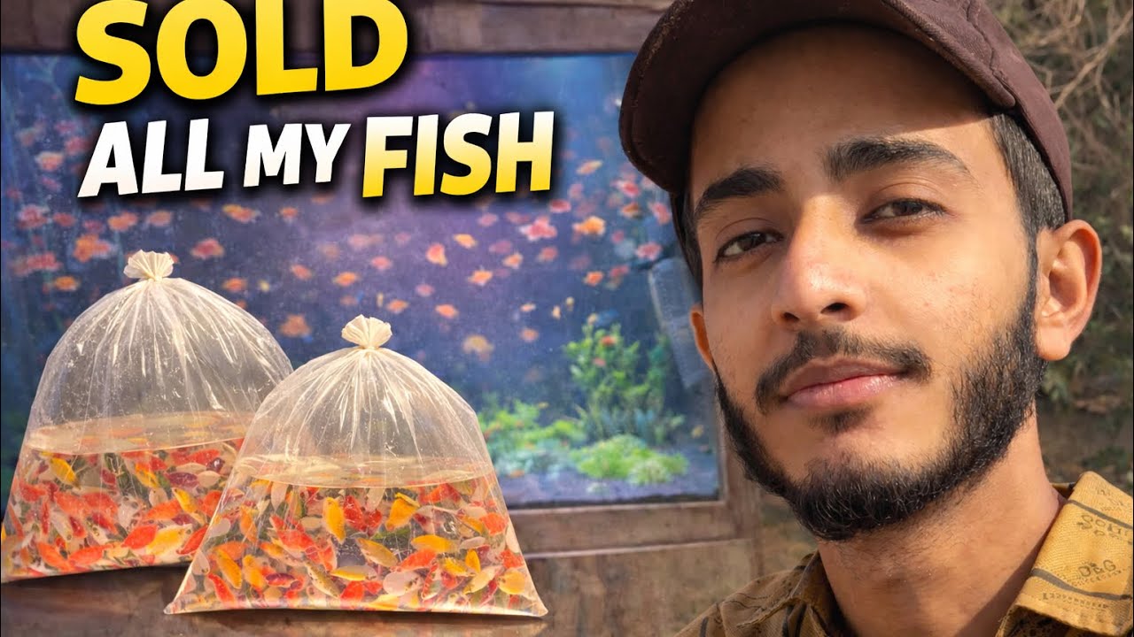 SARI FISHIES SELL KARDI 😭 #Hamzburnie #vlog