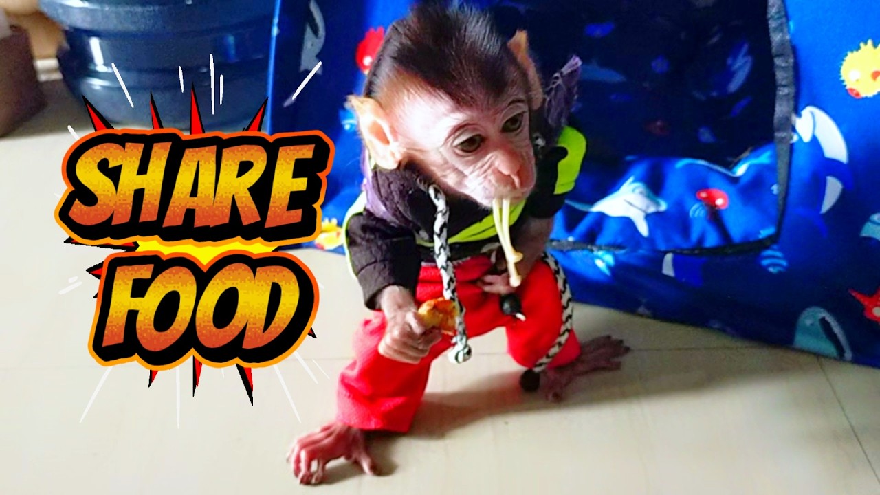 share food #viral #trending #viralvideo #monkey