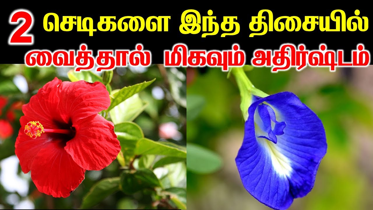செம்பருத்தி சங்கு பூ இந்த திசையில் வைத்தால்  மிகவும் அதிர்ஷ்டம் | Lucky Plants |T Tamil Technology