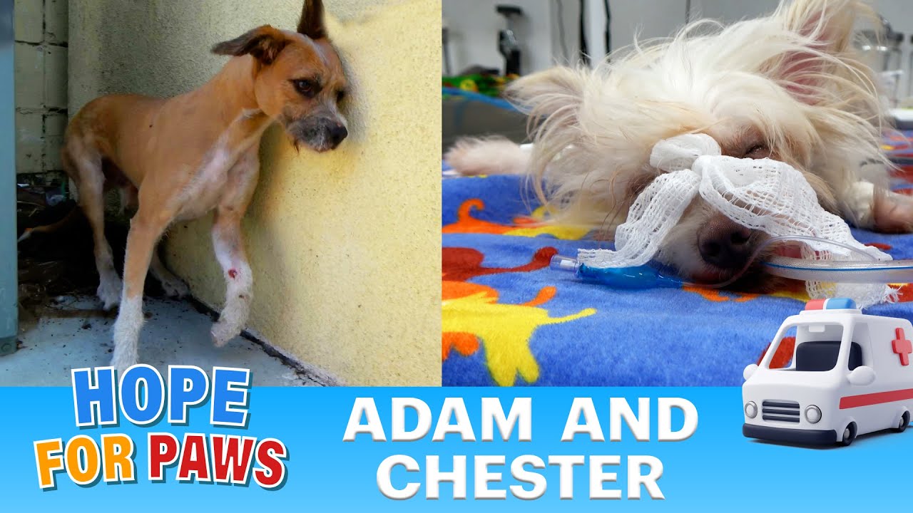 Two dogs were victims of a hit-and-run (broken legs, broken pelvis, collapsed lung) 😓