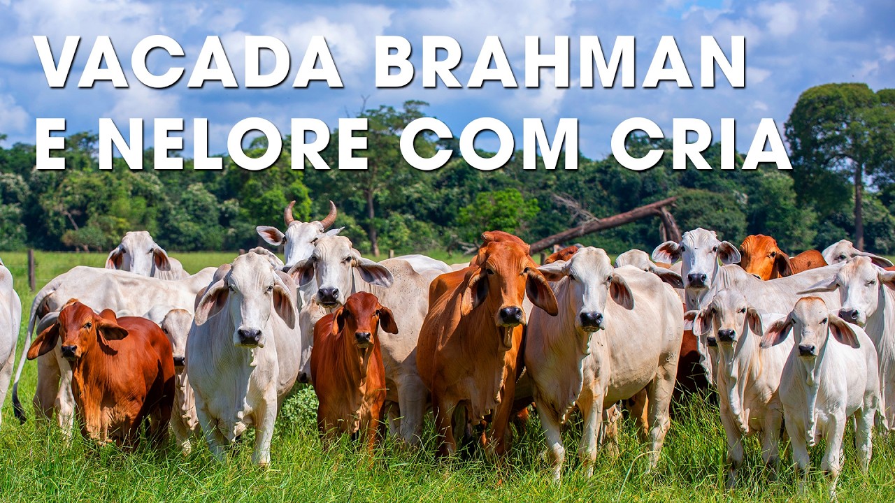 VACADA BRAHMAN E NELORE COM CRIA AO PÉ