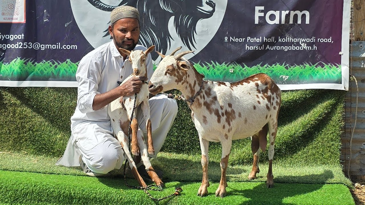Hamid bhai ka bumper offer Barbari le jao baccho ke rates me