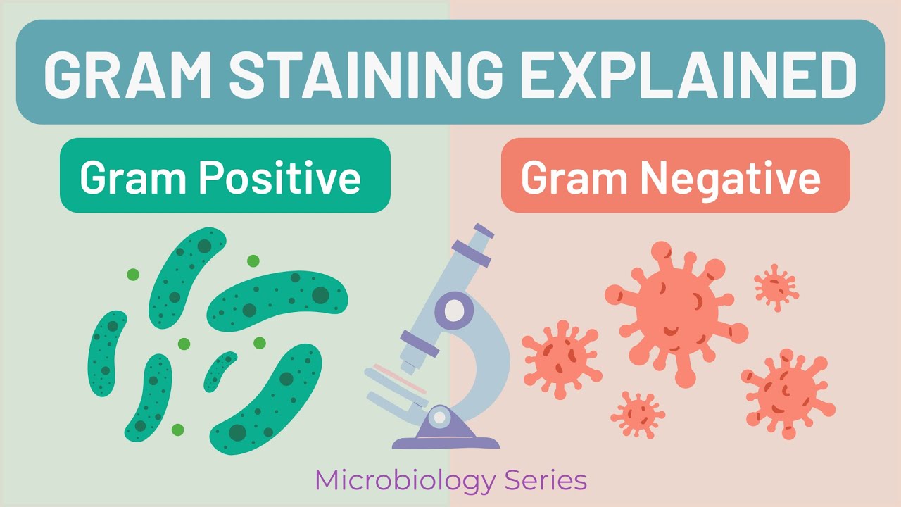 Gram Staining Explained | Gram Positive vs Gram Negative Bacteria