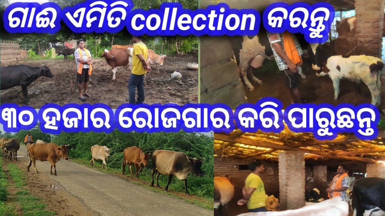 Kalahandi success farmers//30 ହଜାର ରୋଜଗାର କରୁଛନ୍ତି // #arunvillagelife