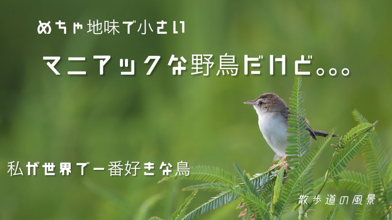 《ゆるい自然観察Vlog116》地味で小さいマニアックな野鳥/私が世界で一番好きな鳥