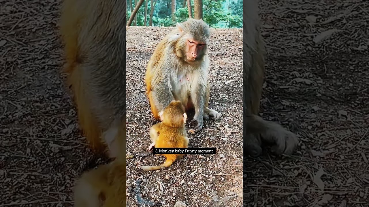 #monkey #monkeys #animals #nature #animal #monkeysofinstagram #wildlifephotography #photography