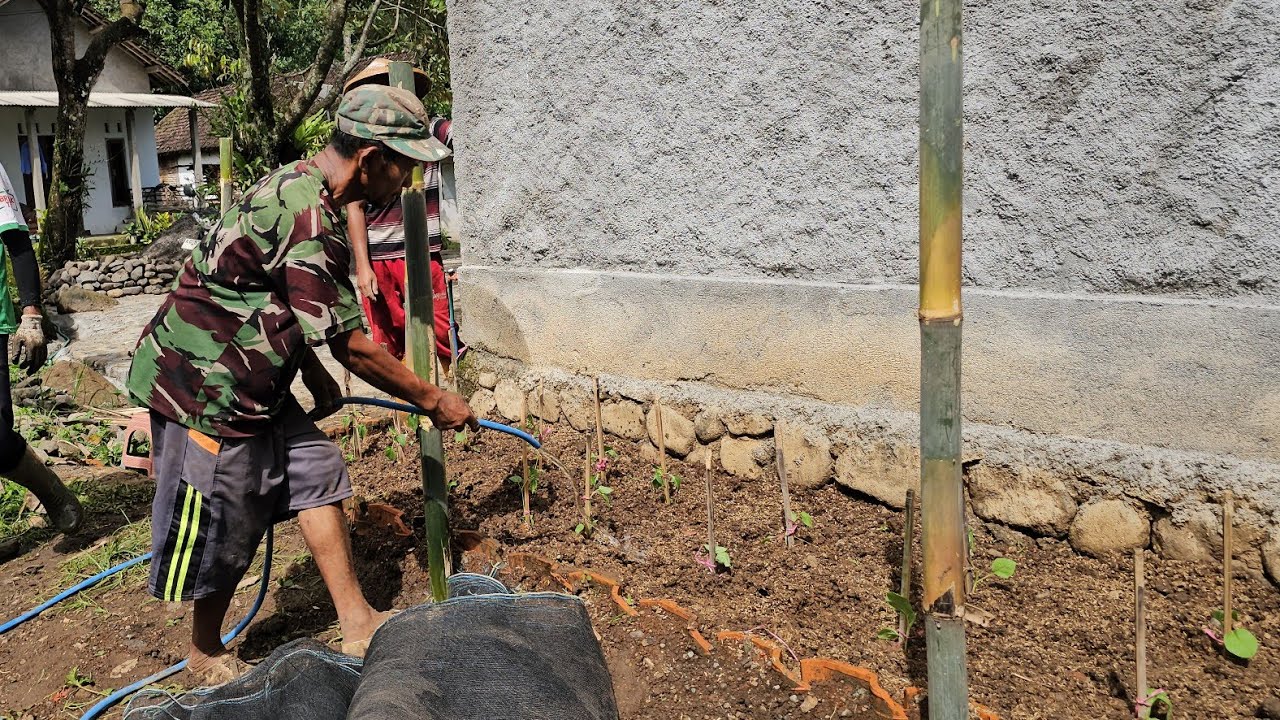 Menanam Cabai, Terong dan Tomat