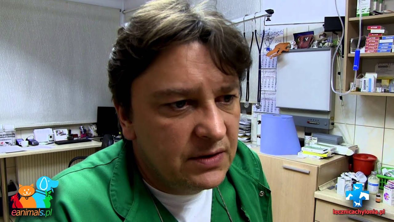 guz nowotworowy na listwie mlecznej u suczki - mastektomia (eanimals.pl)