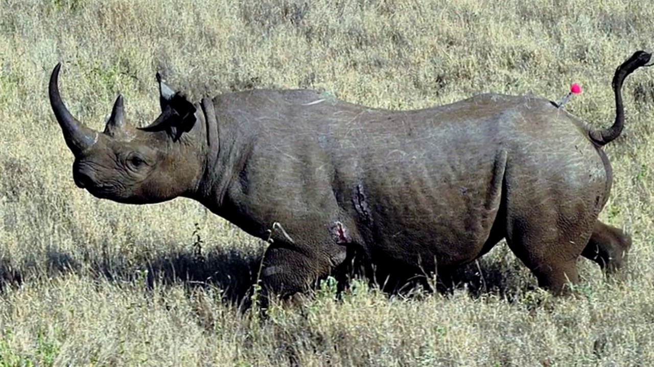 17 Recently Extinct Animals