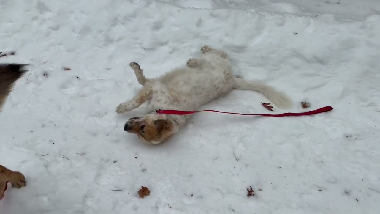 Dog Filled Presidents Day 2/16/26