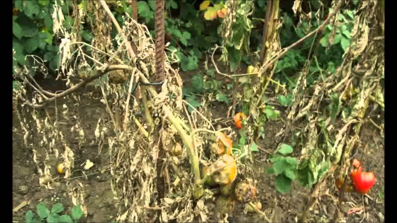 120610 Plíseň bramborová, septorióza a slimáci u rajčat. www.telereceptar.cz