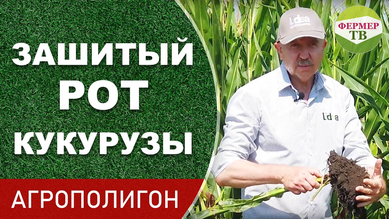 Зашитый рот кукурузы (Агрополигон)