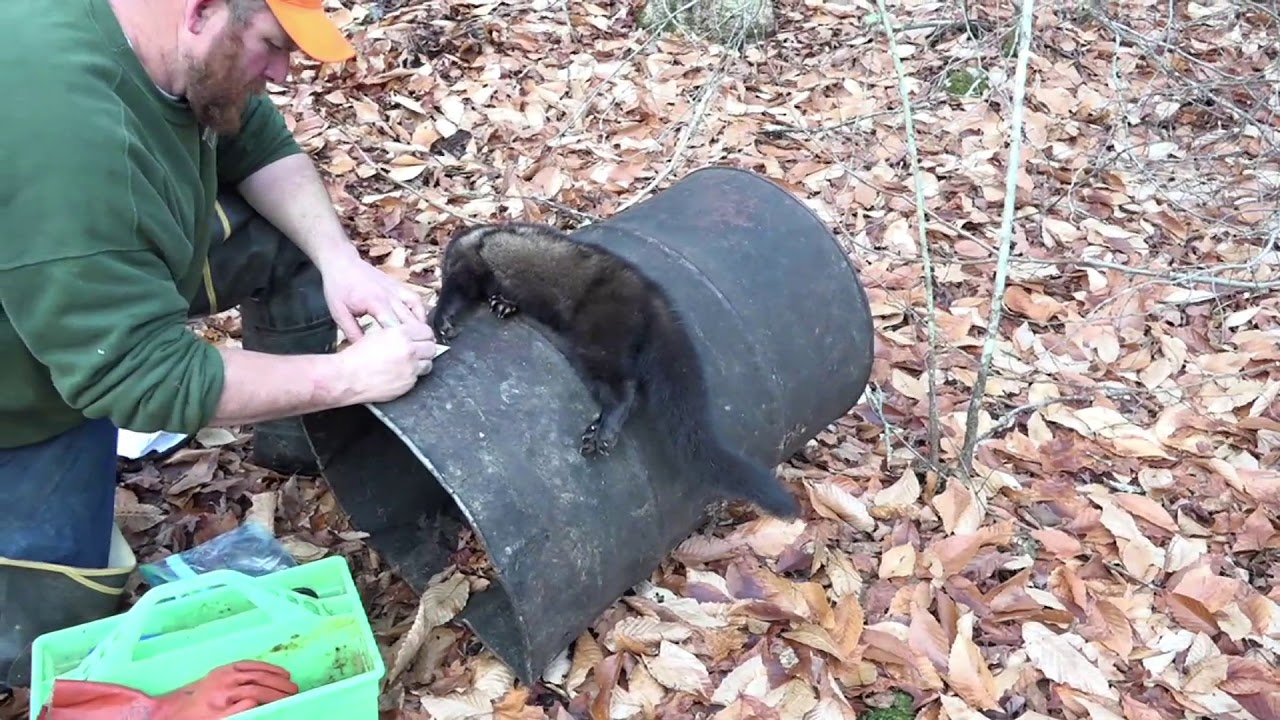Fur Life TV 2018 - Episode 11 - Marten Trapping