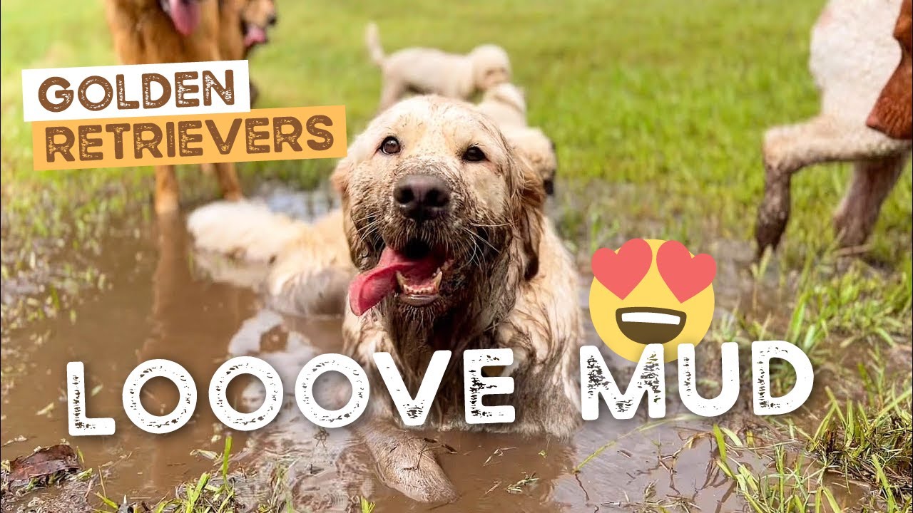 Golden Retrievers Love Mud