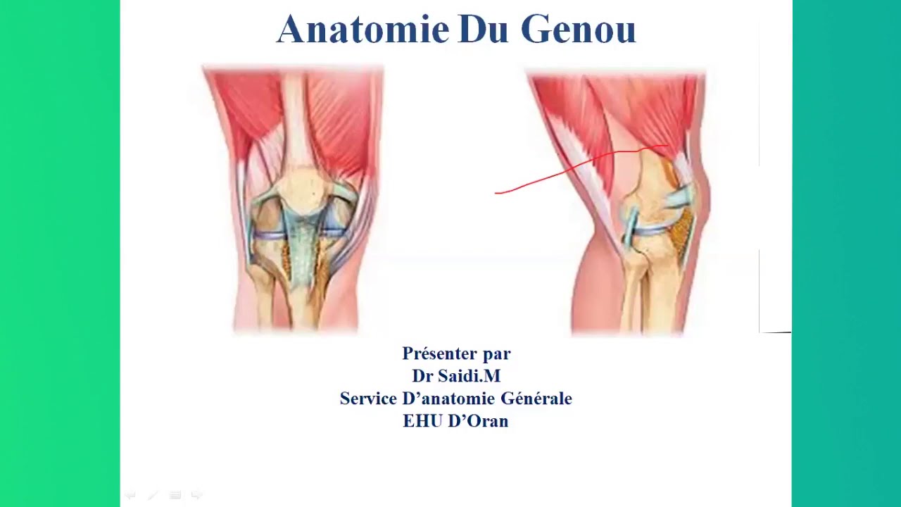 🔴Anatomie : Articulation Du Genou