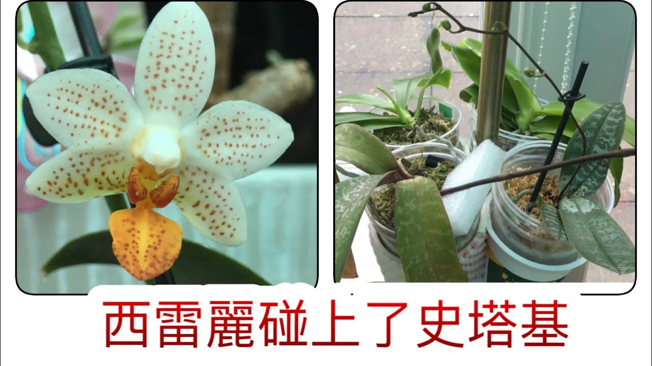蝴蝶蘭（西雷麗 schillerianna)碰上（史塔基 stuartiana)再加上神秘嘉賓（小馬克 mini mark)21-12-2020)