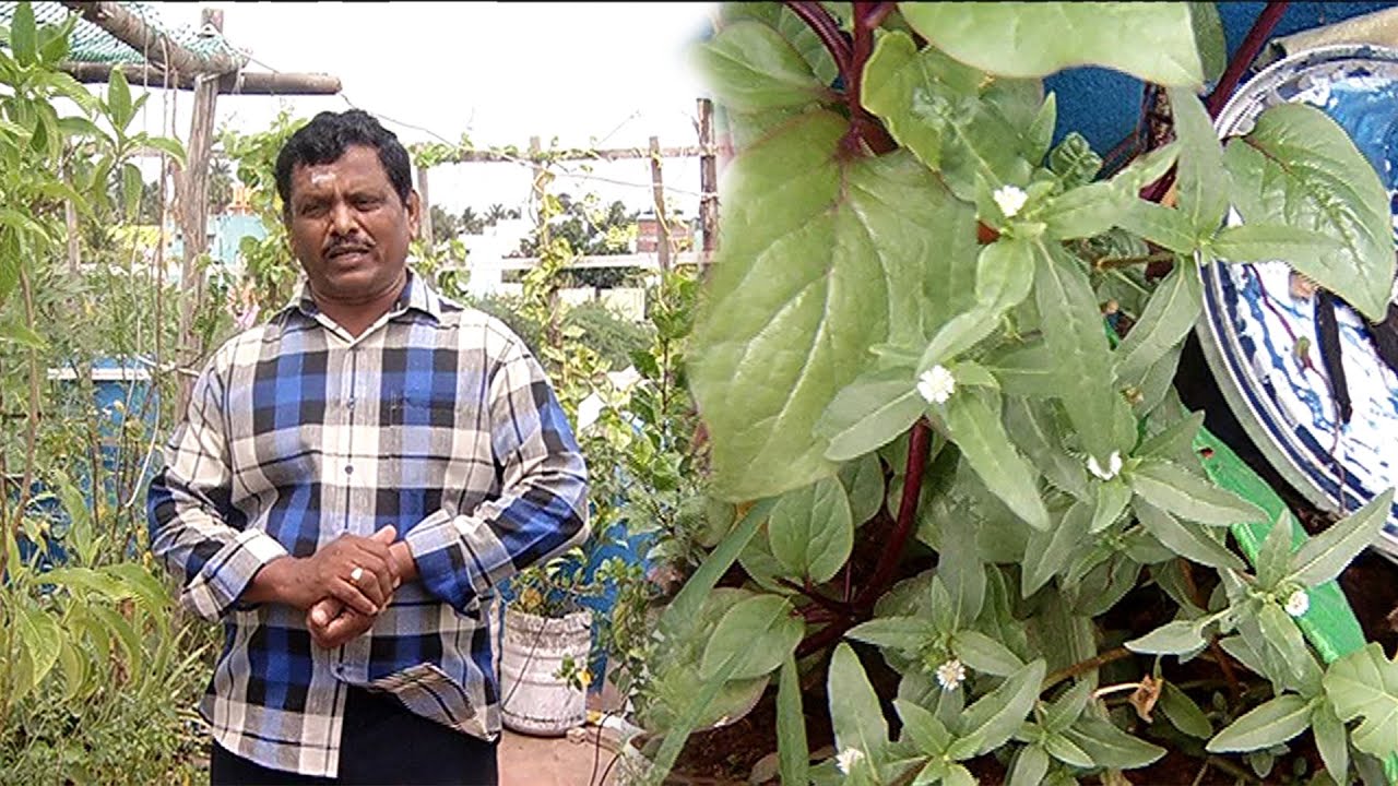 10-ல் தொடங்கி தற்போது 150க்கு மேல் செடிகளை மாடியில் வளர்த்து வரும் சுப்பிரமணியன் | Malarum Bhoomi
